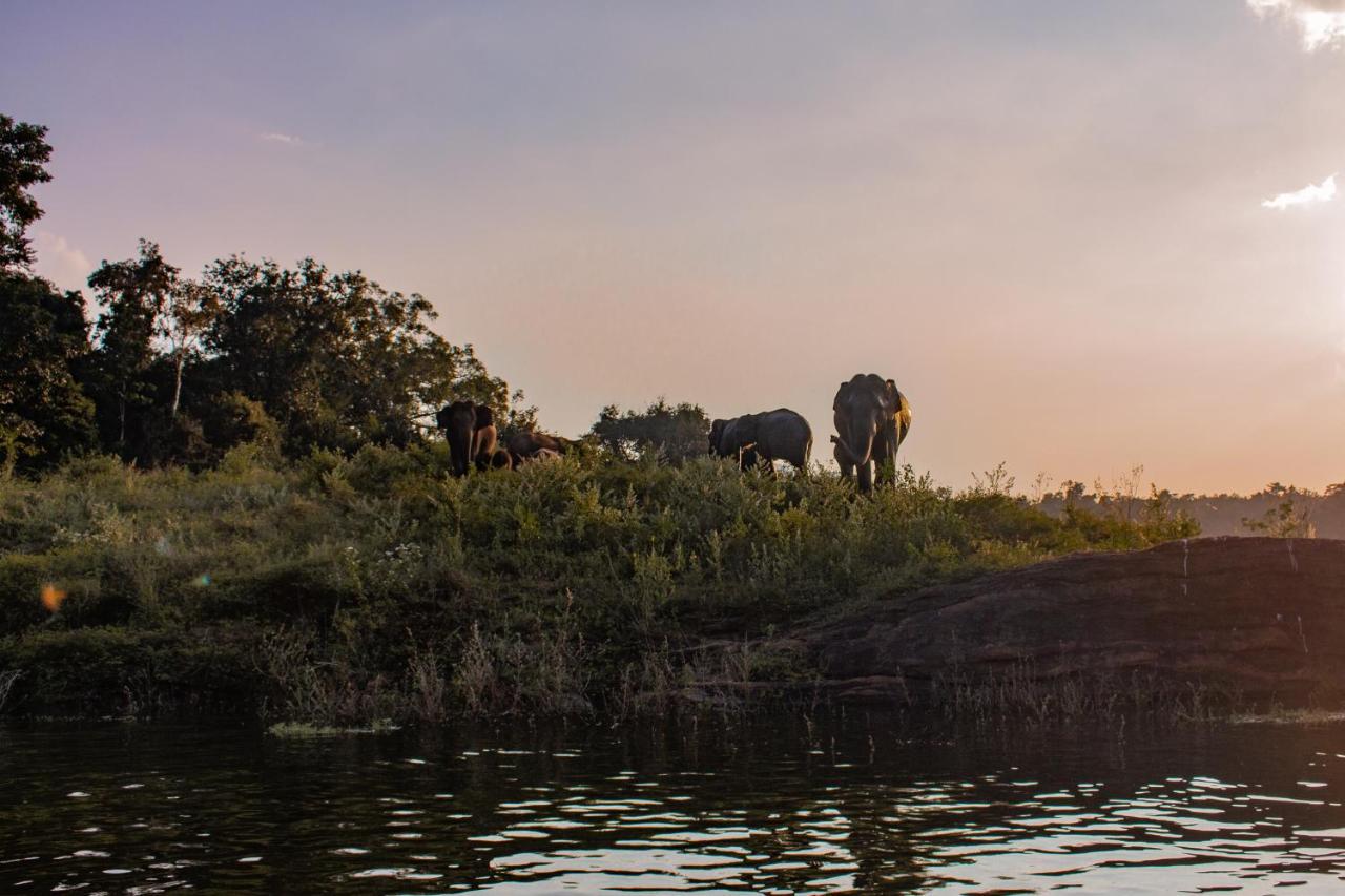 Wild Glamping Gal Oya - Thema Collection Hotel Galgamuwa  Ngoại thất bức ảnh